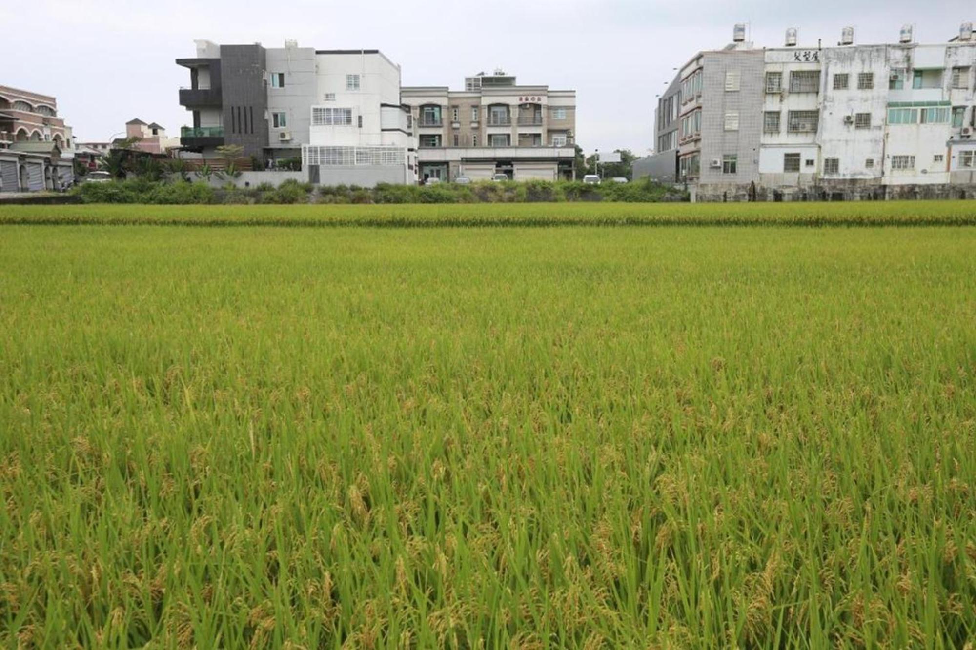 自由之丘民宿 L 寵物友善 Taitung Ngoại thất bức ảnh